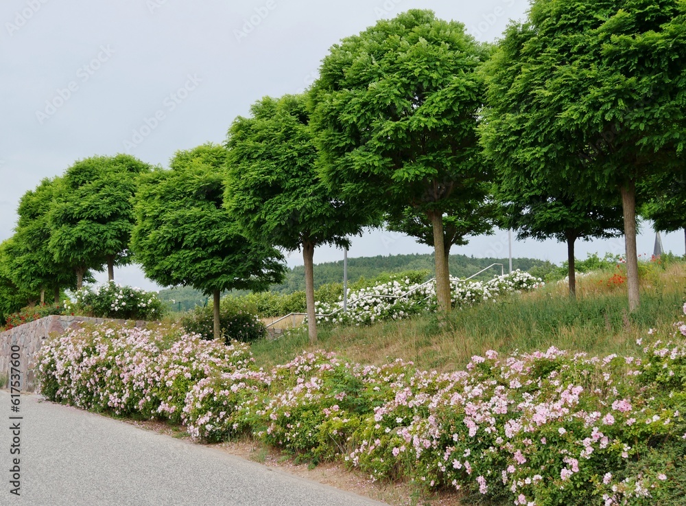 Baumreihe an Straße in Sassnitz auf Rügen im Sommer