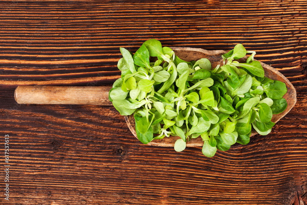 Fresh green field salad on wooden spoon on old wooden vintage background. Fresh salad, rustic vintage country style image. Fresh green field salad on wooden spoon on old wooden vintage background. Fresh salad, rustic vintage country style image.