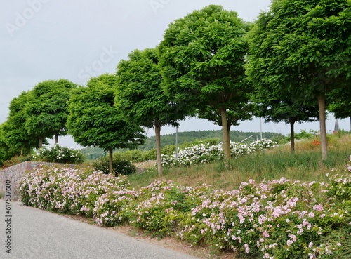 Baumreihe an Stra  e in Sassnitz auf R  gen im Sommer