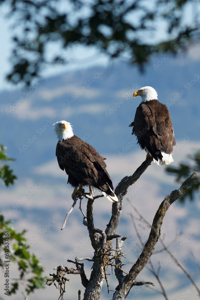 Bald Eagles sitting in a tree, (Haliaeetus leucocephalus) Oregon, Ashland, Emigrant Lake, Taken 06.14 Bald Eagles sitting in a tree, (Haliaeetus leucocephalus) Oregon, Ashland, Emigrant Lake, Taken 06.14