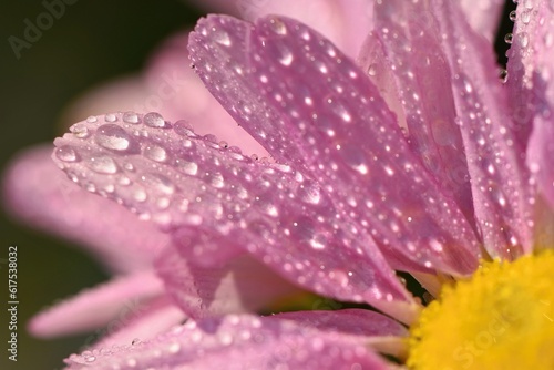 Macro shot of drops on flower. Beautiful natural pink blurred background.