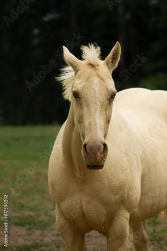 Fototapeta Naklejka Na Ścianę i Meble -  Beautiful White Palomino with Pearl Gene Rare Coat Colour Paint Horse Mare Facing Viewer with Green Pasture Background and Space for Text