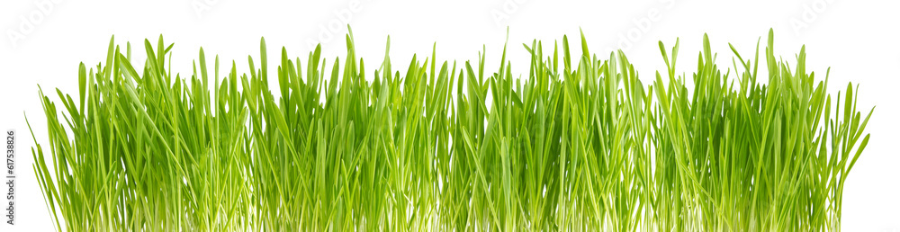 Green sprout of wheat and rye, isolated on white background. Green sprout of wheat and rye, isolated on white background.