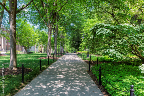 The trees in alley in the campus of Pennsylvania State University in summer sunny day, State College, Pennsylvania