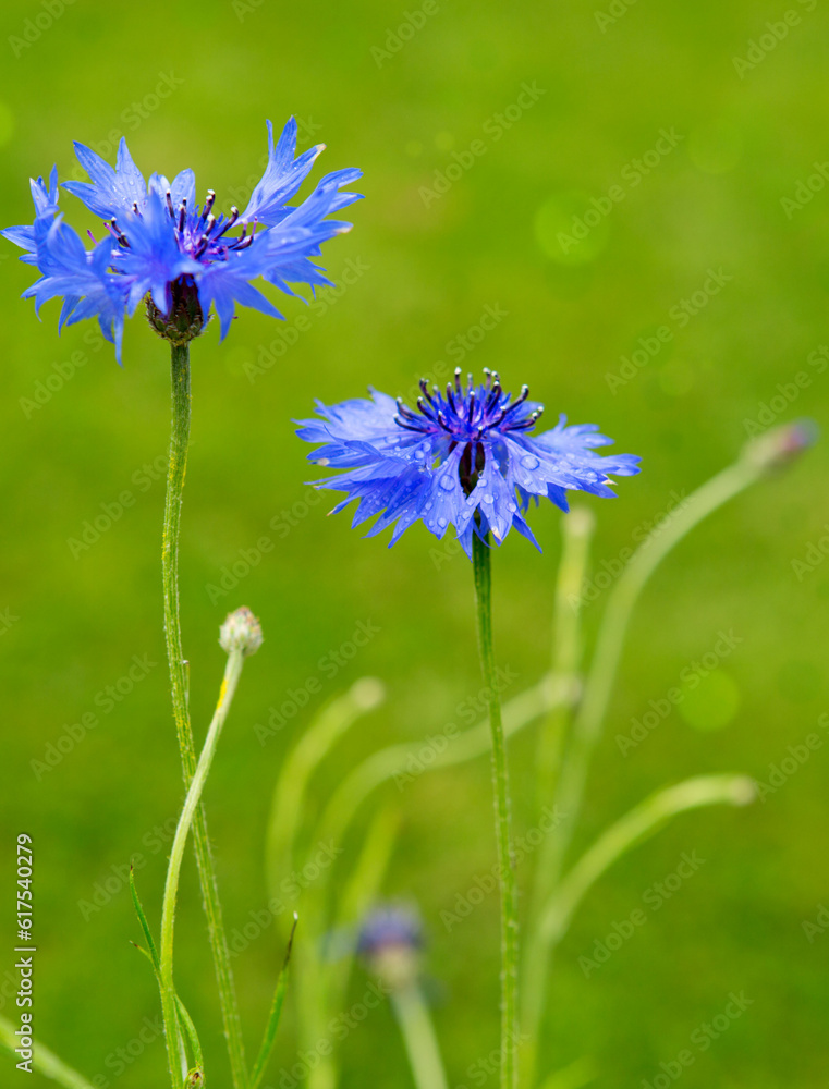 Double blue cornflower isolated on green background . Double blue cornflower isolated on green background .