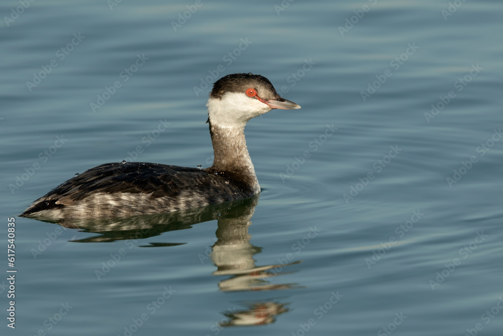 A Horned Grebe (Podiceps auritus) on the water A Horned Grebe (Podiceps auritus) on the water