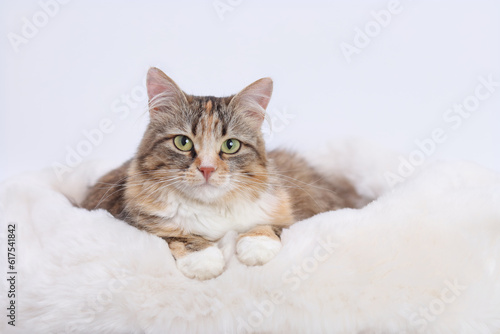 Kitten sitting in her fur white cat bed. Comfortable pet sleep at cozy home. Portrait of Cat on the white background. Beautiful web banner. Copy space. Kitten with big green eyes looking at the camera