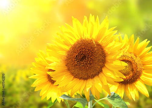 Three bright yellow sunflowers on blurred sunny background