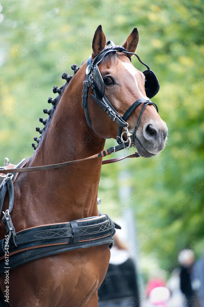 Portrait of bay carriage driving horse outdoor Portrait of bay carriage driving horse outdoor