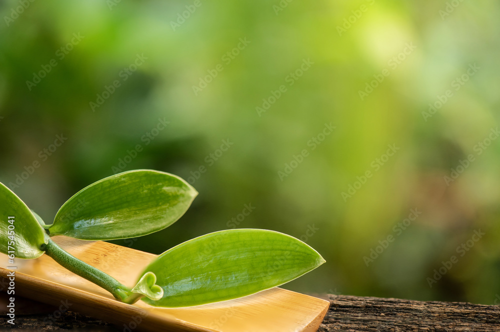 Vanilla green leaves on nature background. Vanilla green leaves on nature background.