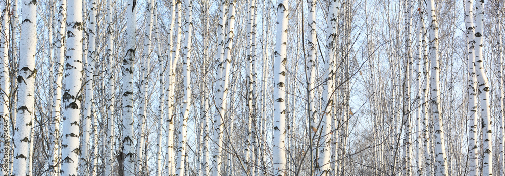Obraz premium Beautiful landscape with white birches. Birch trees in bright sunshine. Birch grove in autumn. The trunks of birch trees with white bark. Birch trees trunks. Beautiful panorama.