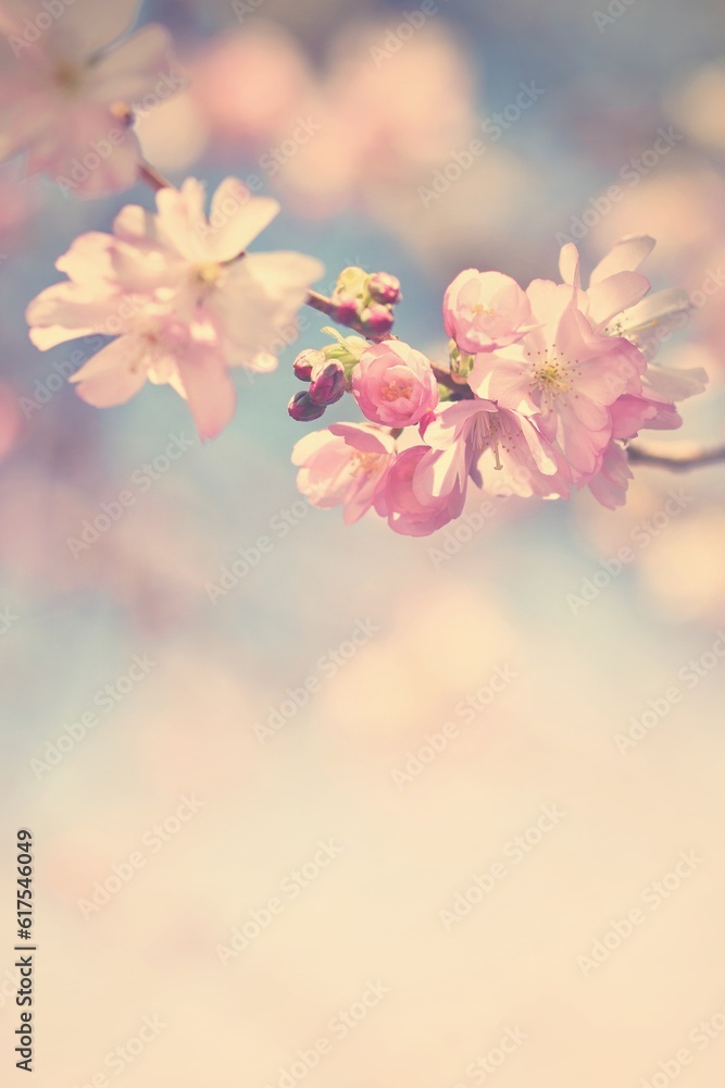 Beautiful blossom tree. Nature scene with sun in Sunny day. Spring flowers. Abstract blurred background in Springtime. Beautiful blossom tree. Nature scene with sun in Sunny day. Spring flowers. Abstract blurred background in Springtime.