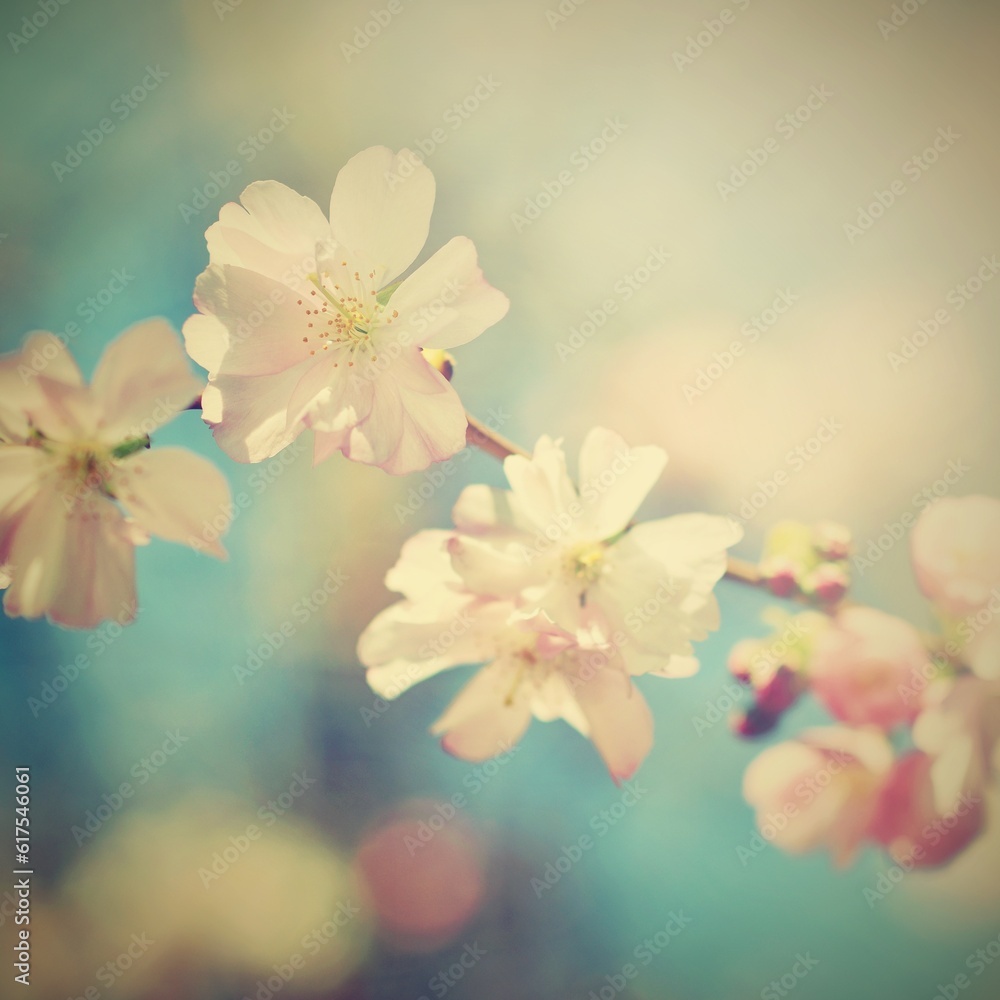 Save  Download Preview  Beautiful blossom tree. Nature scene with sun in Sunny day. Spring flowers. Abstract blurred background in Springtime.