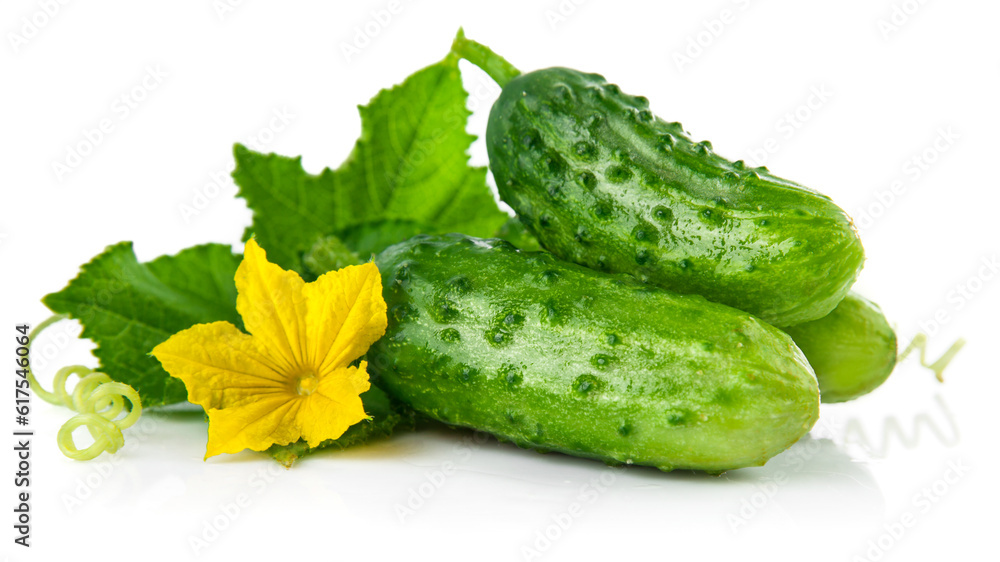 Fresh green cucumber with leaf and flower natural vegetables organic food isolated on white background Fresh green cucumber with leaf and flower natural vegetables organic food isolated on white background