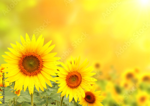 Three bright yellow sunflowers on blurred sunny background