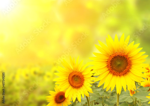 Fototapeta Naklejka Na Ścianę i Meble -  Three bright yellow sunflowers on blurred sunny background