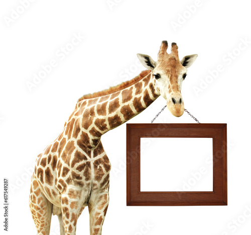 Giraffe with signboard in wooden frame. Isolated on white background