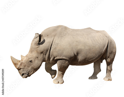 White rhinoceros  square-lipped rhinoceros  Ceratotherium simum . Isolated on white background