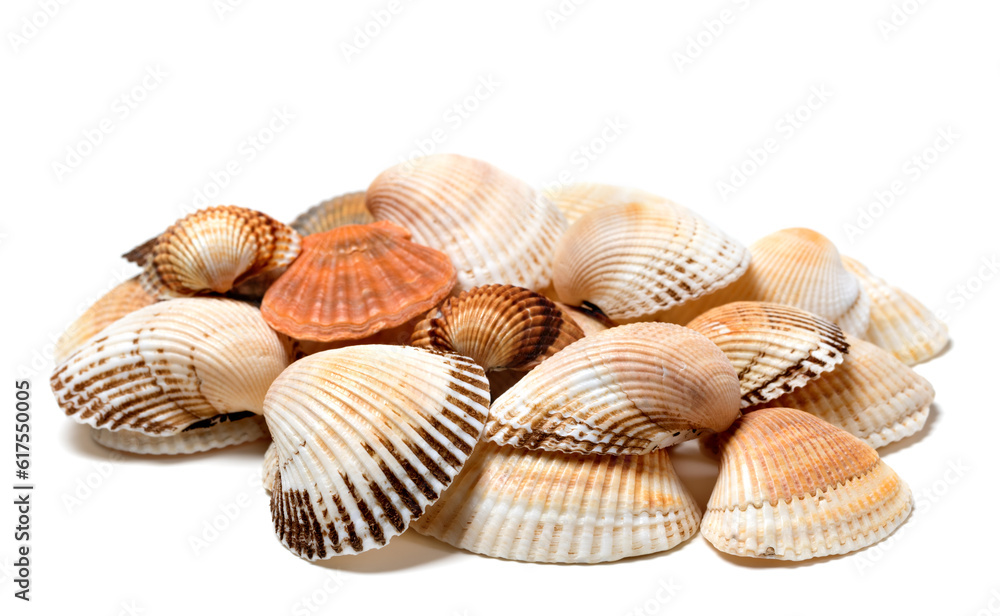 Seashells of anadara and scallop. Isolated on white background. Seashells of anadara and scallop. Isolated on white background.