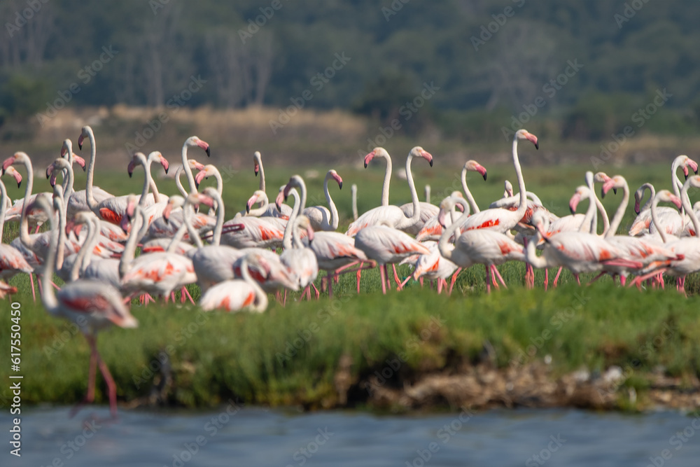 Fototapeta premium Flamingo » Phoenicopterus roseus » Greater Flamingo