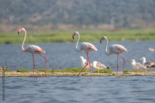  Flamingo » Phoenicopterus roseus » Greater Flamingo