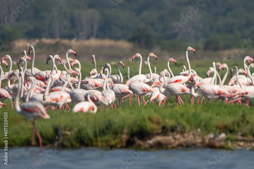  Flamingo » Phoenicopterus roseus » Greater Flamingo