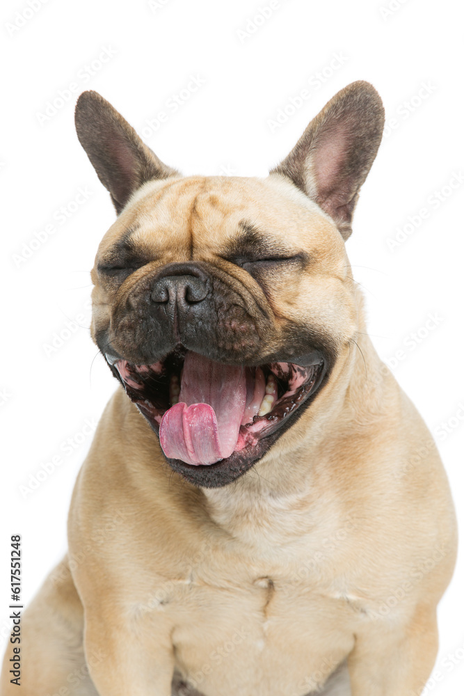 Portrait of beautiful young French buldog girl dog yawning. Isolated over white background. Studio shot. Copy space.