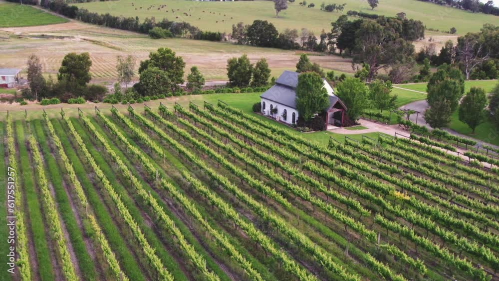 Aerial view of fresh green vineyards during sunset. Drone shot of rural farm landscape Aerial view of fresh green vineyards during sunset. Drone shot of rural farm landscape
