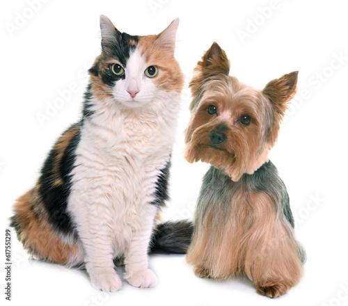tricolor cat and yorkshire terrier in front of white background