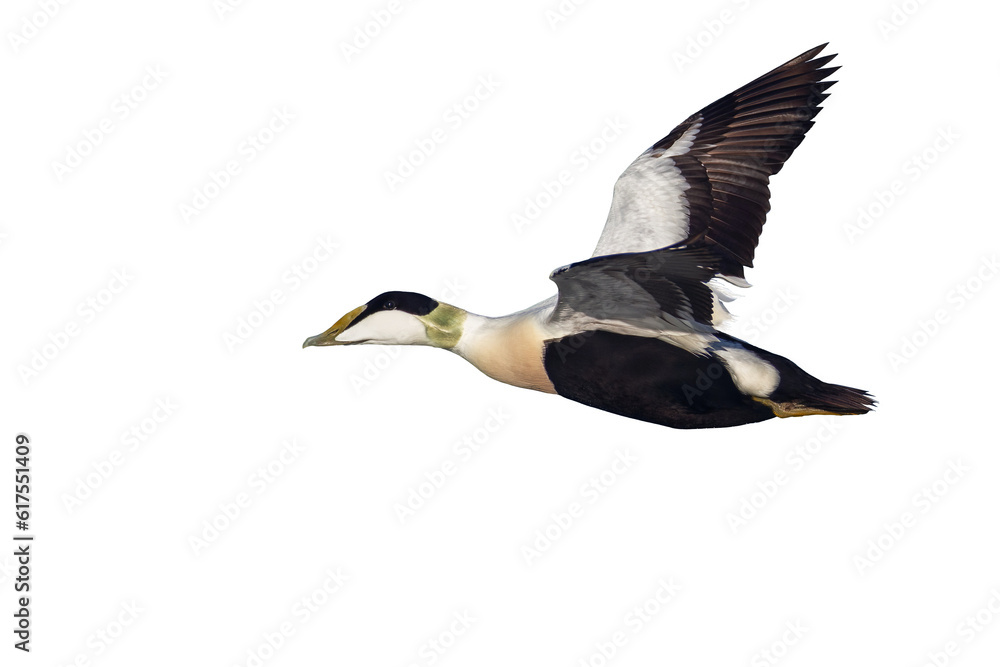 Obraz premium Common Eider in flight, isolated