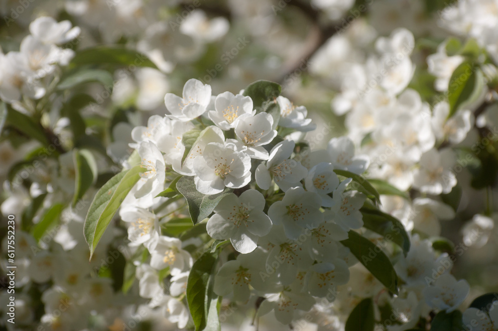 white flowers of a flowering tree in summer white flowers of a flowering tree in summer