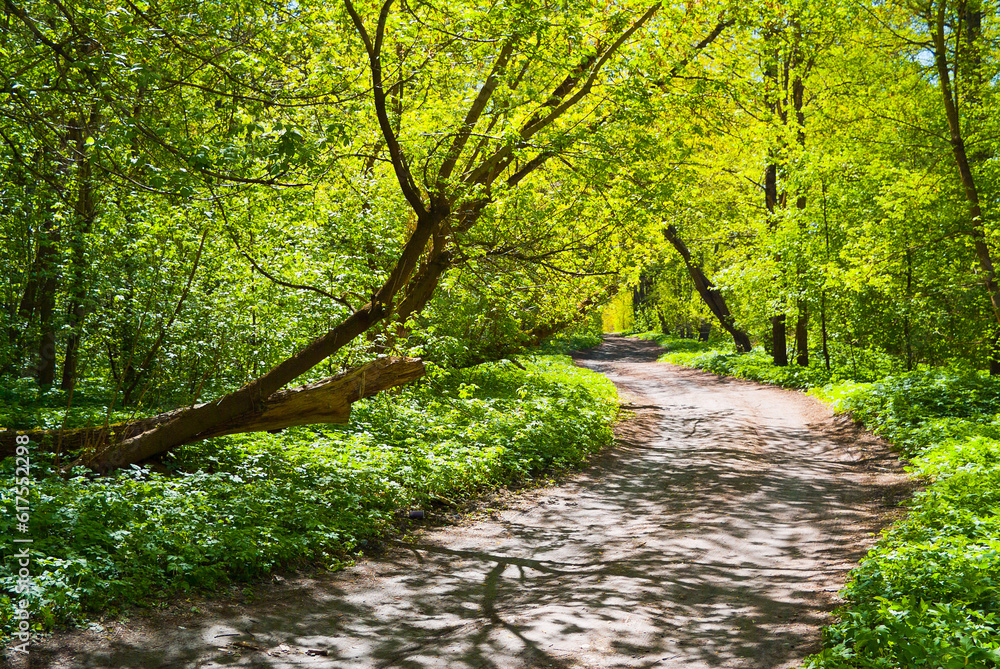 forest road in spring against the backdrop of green forest forest road in spring against the backdrop of green forest