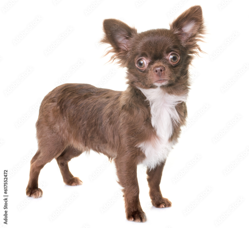 puppy chihuahua in front of white background puppy chihuahua in front of white background