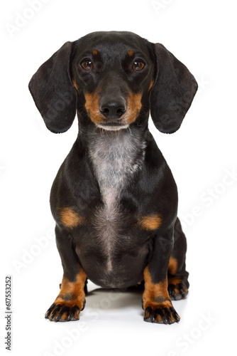sitting and obedient dachshund or sausage dog looking to owner , isolated on white background © Designpics