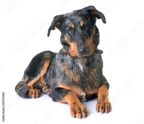 beauceron dog in front of white background