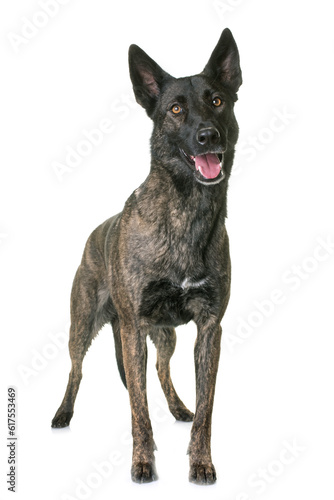 Canvas Print dutch shepherd  in front of white background