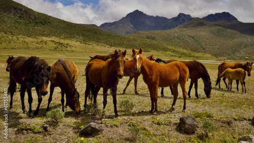 caballos en valle de los Andes