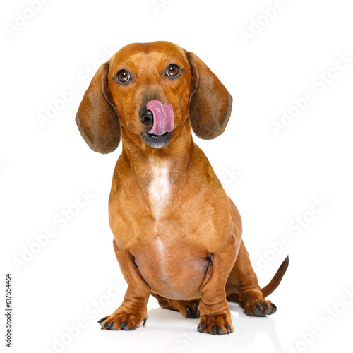 hungry dachshund sausage dog  licking with tongue isolated on white background