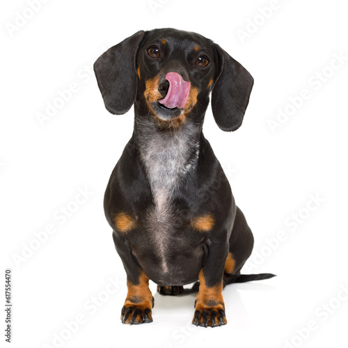 hungry dachshund sausage dog  licking with tongue isolated on white background © Designpics