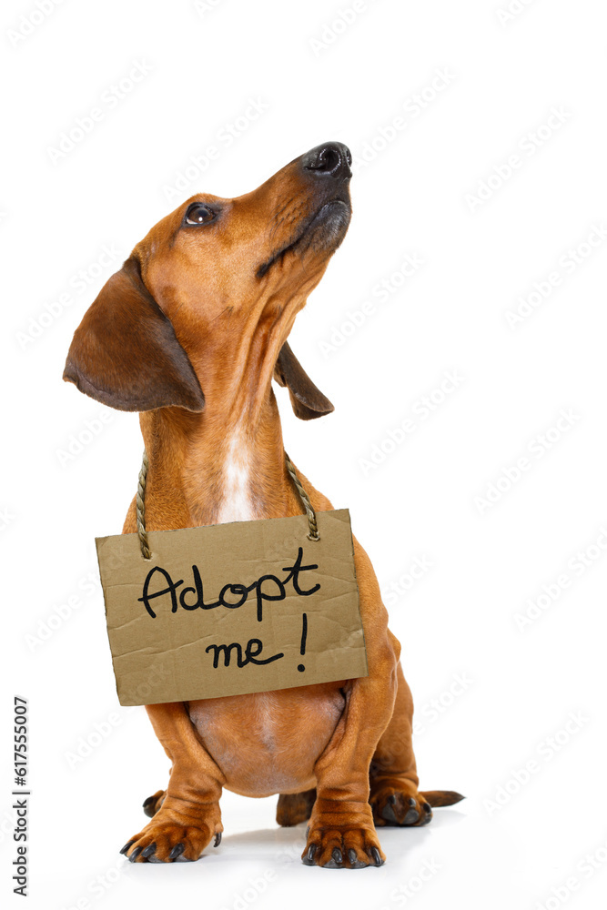 lost and homeless dachshund sausage dog with cardboard hanging around