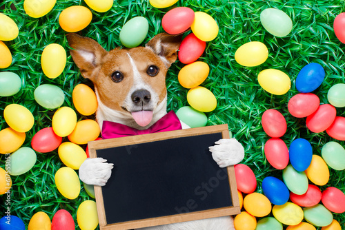 funny jack russell easter bunny  dog with eggs around on grass sticking out tongue holding blank empty  blackboard or banner © Designpics