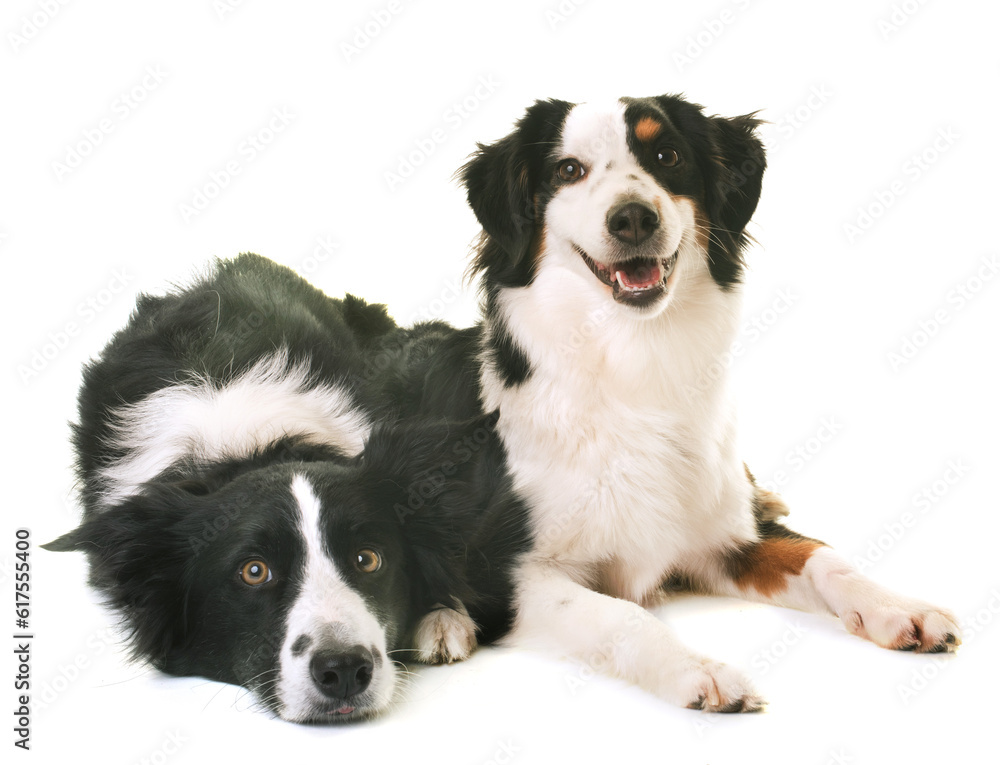 miniature american shepherd and border collie in front of white background miniature american shepherd and border collie in front of white background