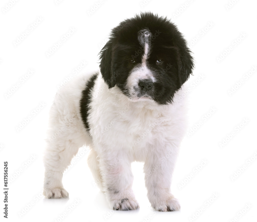 puppy newfoundland dog in front of white background puppy newfoundland dog in front of white background
