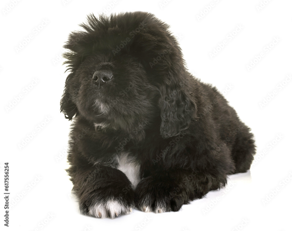 puppy newfoundland dog in front of white background puppy newfoundland dog in front of white background