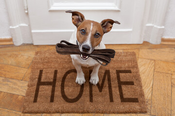 Jack russell dog  waiting a the door at home with leather leash, ready to go for a walk with his owner