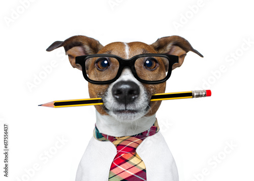 jack russell dog with pencil or pen in mouth  wearing nerd glasses for work as a boss or secretary , isolated on white background © Designpics