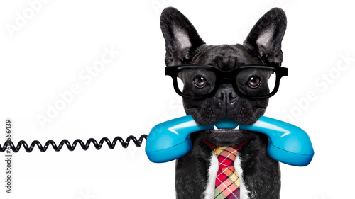 french bulldog dog with glasses as secretary or operator with  old  dial telephone or retro classic phone, isolated on white background © Designpics