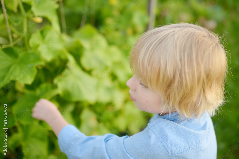 Little child is in kitchen garden. Raised garden beds with plants in vegetable community garden. Boy is watching veggies plants. Lessons of gardening for kids. Baby helps with gardening