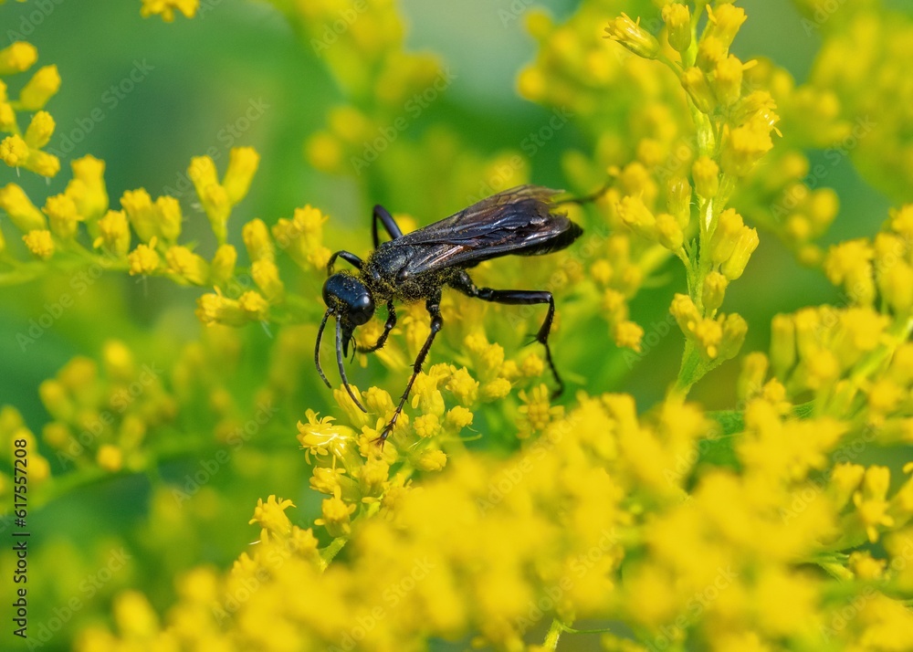 A Great Black Wasp viewed from above, pollinating atop a Goldenrod shrub. A Great Black Wasp viewed from above, pollinating atop a Goldenrod shrub.