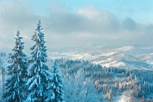 Winter Carpathian mountain landscape and snowy fir trees top in front (Skole Beskids, Lviv Oblast, Ukraine).